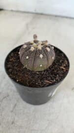 ASTROPHYTUM ASTERIAS “Purple”  Nº 915 – vaso 09 - Imagem 7