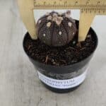 ASTROPHYTUM ASTERIAS “Purple”  Nº 915 – vaso 09