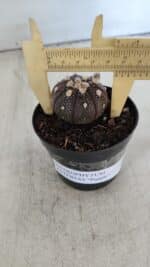 ASTROPHYTUM ASTERIAS “Purple”  Nº 915 – vaso 09