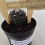 ASTROPHYTUM ASTERIAS “Purple”  Nº 915 – vaso 09