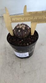 ASTROPHYTUM ASTERIAS “Purple”  Nº 915 – vaso 09 - Imagem 6