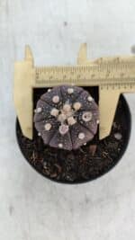 ASTROPHYTUM ASTERIAS “Purple”  Nº 915 – vaso 09 - Imagem 5