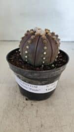 ASTROPHYTUM ASTERIAS “Purple”  Nº 916 – vaso 11 - Imagem 2