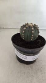 ASTROPHYTUM ASTERIAS “Purple”  Nº 916 – vaso 11 - Imagem 2