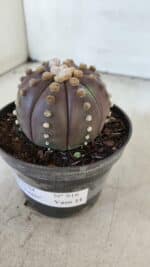 ASTROPHYTUM ASTERIAS “Purple”  Nº 916 – vaso 11 - Imagem 10