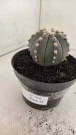 ASTROPHYTUM ASTERIAS “Purple”  Nº 916 – vaso 11 - Imagem 10