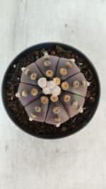 ASTROPHYTUM ASTERIAS “Purple”  Nº 916 – vaso 11 - Imagem 3