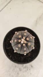 ASTROPHYTUM ASTERIAS “Purple”  Nº 916 – vaso 11 - Imagem 3