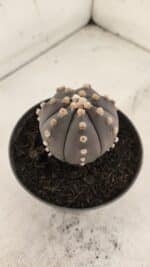 ASTROPHYTUM ASTERIAS “Purple”  Nº 916 – vaso 11 - Imagem 9