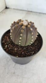 ASTROPHYTUM ASTERIAS “Purple”  Nº 916 – vaso 11 - Imagem 8