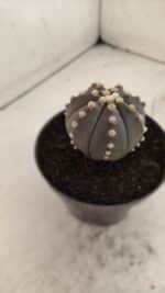 ASTROPHYTUM ASTERIAS “Purple”  Nº 916 – vaso 11 - Imagem 8