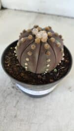 ASTROPHYTUM ASTERIAS “Purple”  Nº 916 – vaso 11 - Imagem 7