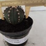ASTROPHYTUM ASTERIAS “Purple”  Nº 916 – vaso 11