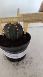 ASTROPHYTUM ASTERIAS “Purple”  Nº 916 – vaso 11