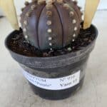 ASTROPHYTUM ASTERIAS “Purple”  Nº 916 – vaso 11