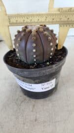 ASTROPHYTUM ASTERIAS “Purple”  Nº 916 – vaso 11
