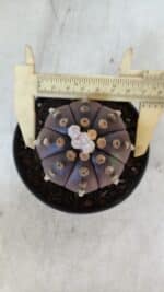 ASTROPHYTUM ASTERIAS “Purple”  Nº 916 – vaso 11 - Imagem 5