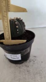 ASTROPHYTUM ASTERIAS “Purple”  Nº 916 – vaso 11 - Imagem 6