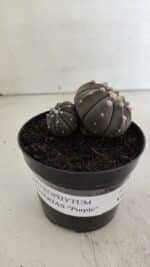 ASTROPHYTUM ASTERIAS BICÉFALO “Purple”  Nº 917 – vaso 09 - Imagem 2