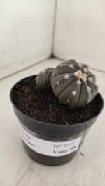 ASTROPHYTUM ASTERIAS BICÉFALO “Purple”  Nº 917 – vaso 09 - Imagem 3