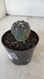 ASTROPHYTUM ASTERIAS “Purple”  Nº 917 – vaso 09 - Imagem 7