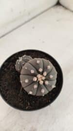 ASTROPHYTUM ASTERIAS BICÉFALO “Purple”  Nº 917 – vaso 09 - Imagem 8