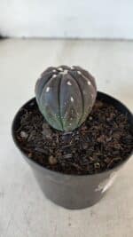 ASTROPHYTUM ASTERIAS “Purple”  Nº 917 – vaso 09 - Imagem 6