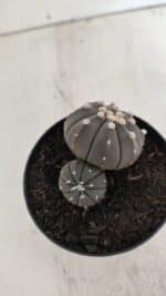 ASTROPHYTUM ASTERIAS BICÉFALO “Purple”  Nº 917 – vaso 09 - Imagem 6