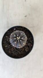 ASTROPHYTUM ASTERIAS “Purple”  Nº 917 – vaso 09 - Imagem 3