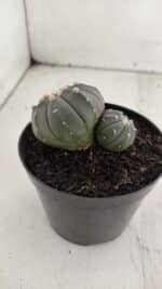 ASTROPHYTUM ASTERIAS BICÉFALO “Purple”  Nº 917 – vaso 09 - Imagem 7