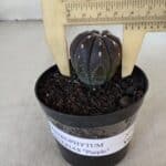ASTROPHYTUM ASTERIAS “Purple”  Nº 917 – vaso 09
