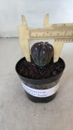 ASTROPHYTUM ASTERIAS “Purple”  Nº 917 – vaso 09