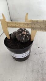 ASTROPHYTUM ASTERIAS BICÉFALO “Purple”  Nº 917 – vaso 09