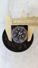 ASTROPHYTUM ASTERIAS “Purple”  Nº 917 – vaso 09 - Imagem 5