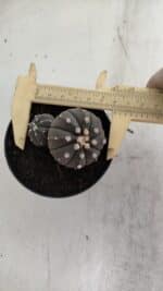 ASTROPHYTUM ASTERIAS BICÉFALO “Purple”  Nº 917 – vaso 09 - Imagem 5