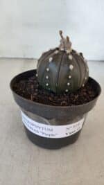 ASTROPHYTUM ASTERIAS “Purple”  Nº 918 – vaso 11 - Imagem 2