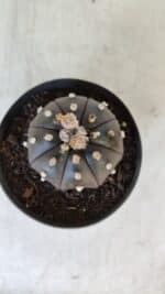 ASTROPHYTUM ASTERIAS “Purple”  Nº 918 – vaso 11 - Imagem 3