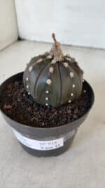 ASTROPHYTUM ASTERIAS “Purple”  Nº 918 – vaso 11 - Imagem 10
