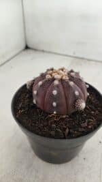 ASTROPHYTUM ASTERIAS “Purple”  Nº 918 – vaso 11 - Imagem 8