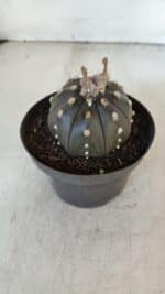 ASTROPHYTUM ASTERIAS “Purple”  Nº 918 – vaso 11 - Imagem 9
