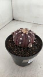 ASTROPHYTUM ASTERIAS “Purple”  Nº 918 – vaso 11 - Imagem 7