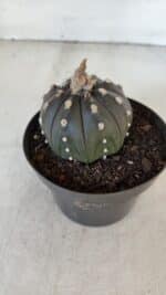 ASTROPHYTUM ASTERIAS “Purple”  Nº 918 – vaso 11 - Imagem 8