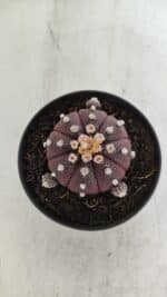 ASTROPHYTUM ASTERIAS “Purple”  Nº 918 – vaso 11 - Imagem 3