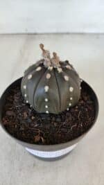 ASTROPHYTUM ASTERIAS “Purple”  Nº 918 – vaso 11 - Imagem 6