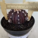 ASTROPHYTUM ASTERIAS “Purple”  Nº 918 – vaso 11