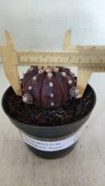 ASTROPHYTUM ASTERIAS “Purple”  Nº 918 – vaso 11