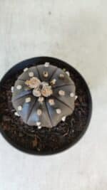 ASTROPHYTUM ASTERIAS “Purple”  Nº 918 – vaso 11 - Imagem 7