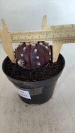 ASTROPHYTUM ASTERIAS “Purple”  Nº 918 – vaso 11 - Imagem 6