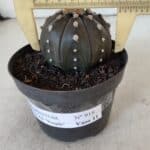 ASTROPHYTUM ASTERIAS “Purple”  Nº 918 – vaso 11