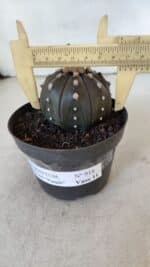 ASTROPHYTUM ASTERIAS “Purple”  Nº 918 – vaso 11